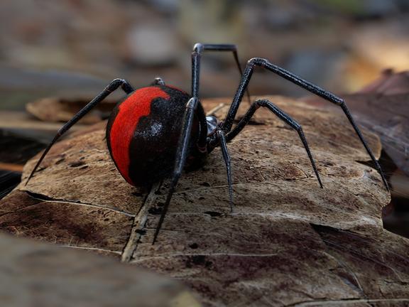 10 most deadly spiders in australia