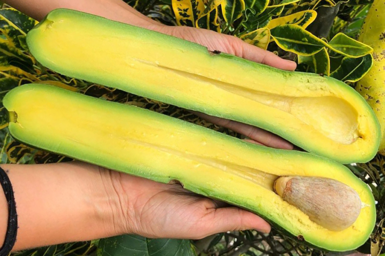 Long Neck Avocados Are In Season And Who Knew Man Of Many