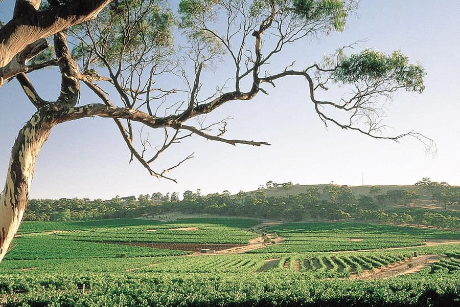 A Vineyard