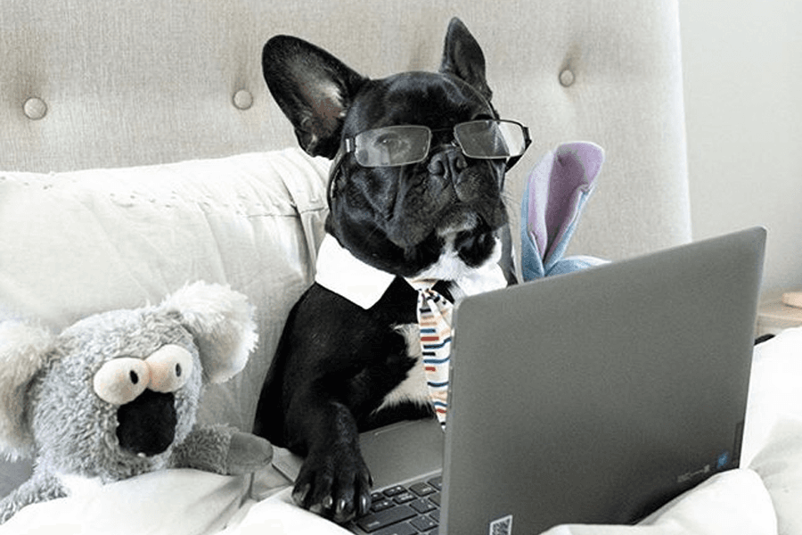 Feel-Good Friday - dogs working from home