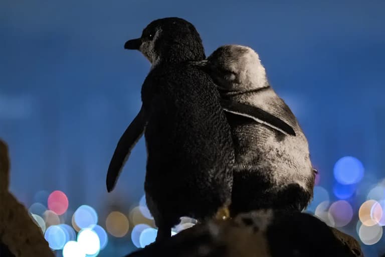 FGF - penguins