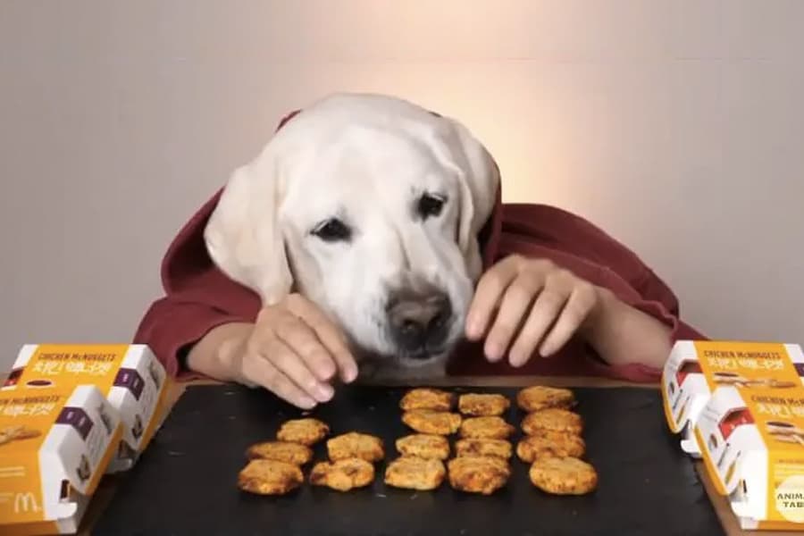 A dog's face edited on a person sitting in front of a table with McDonald's chicket nuggets