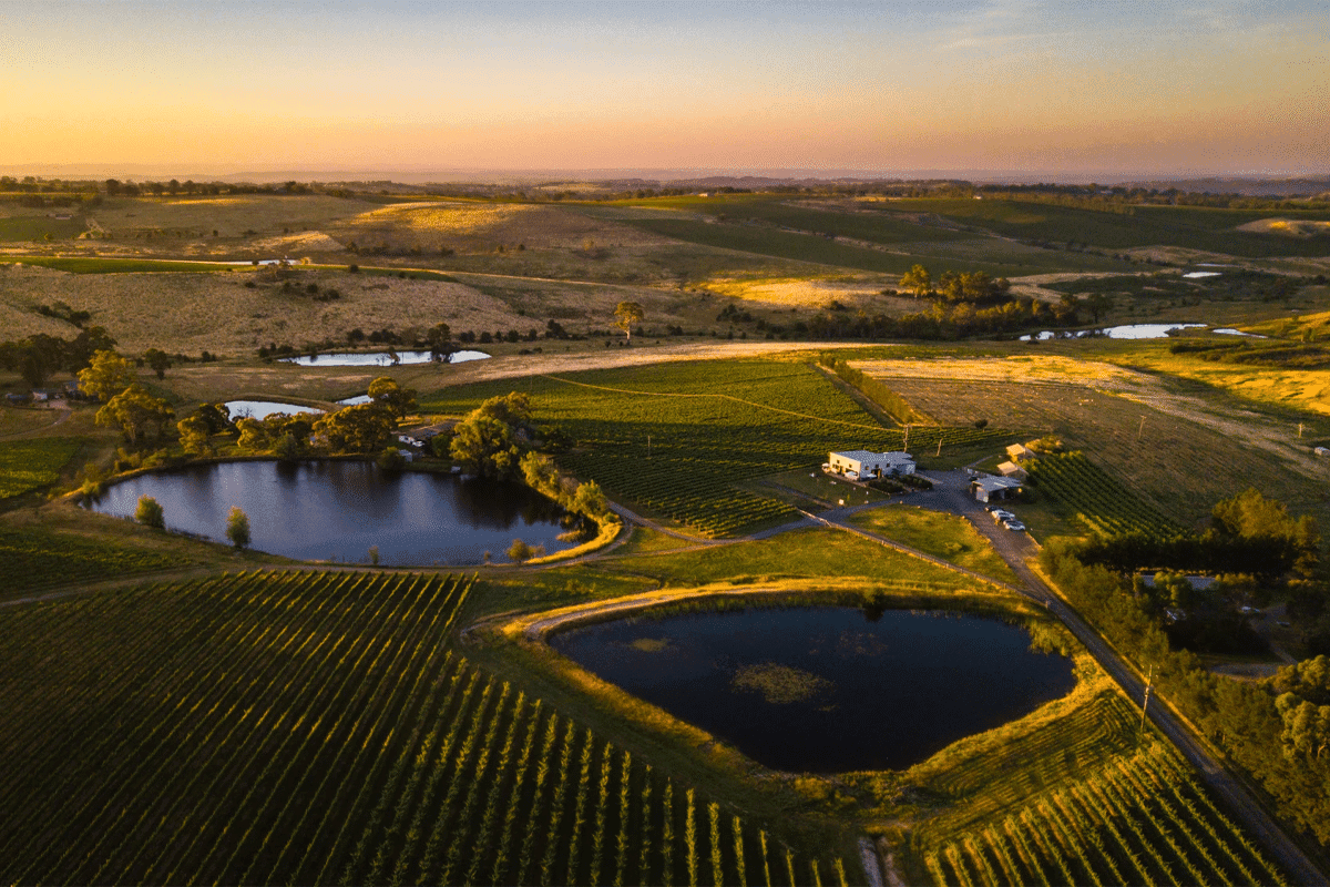 Orange wine feature image