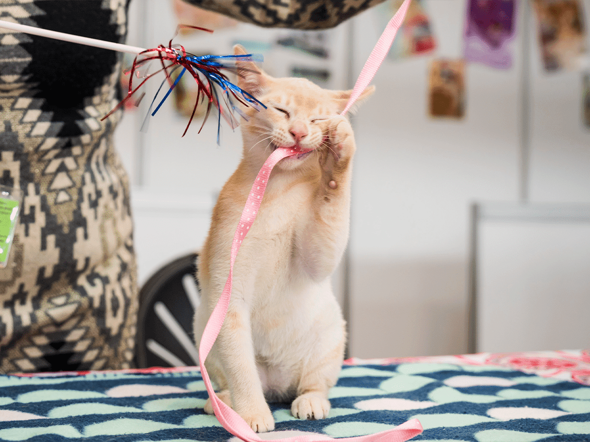 Melbourne cat lovers show 14
