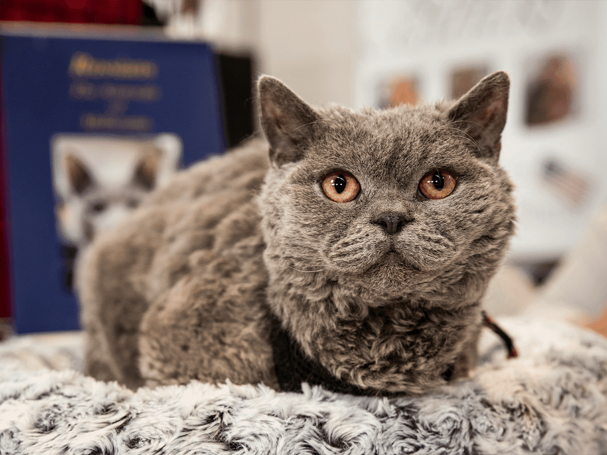 Melbourne cat lovers show 21