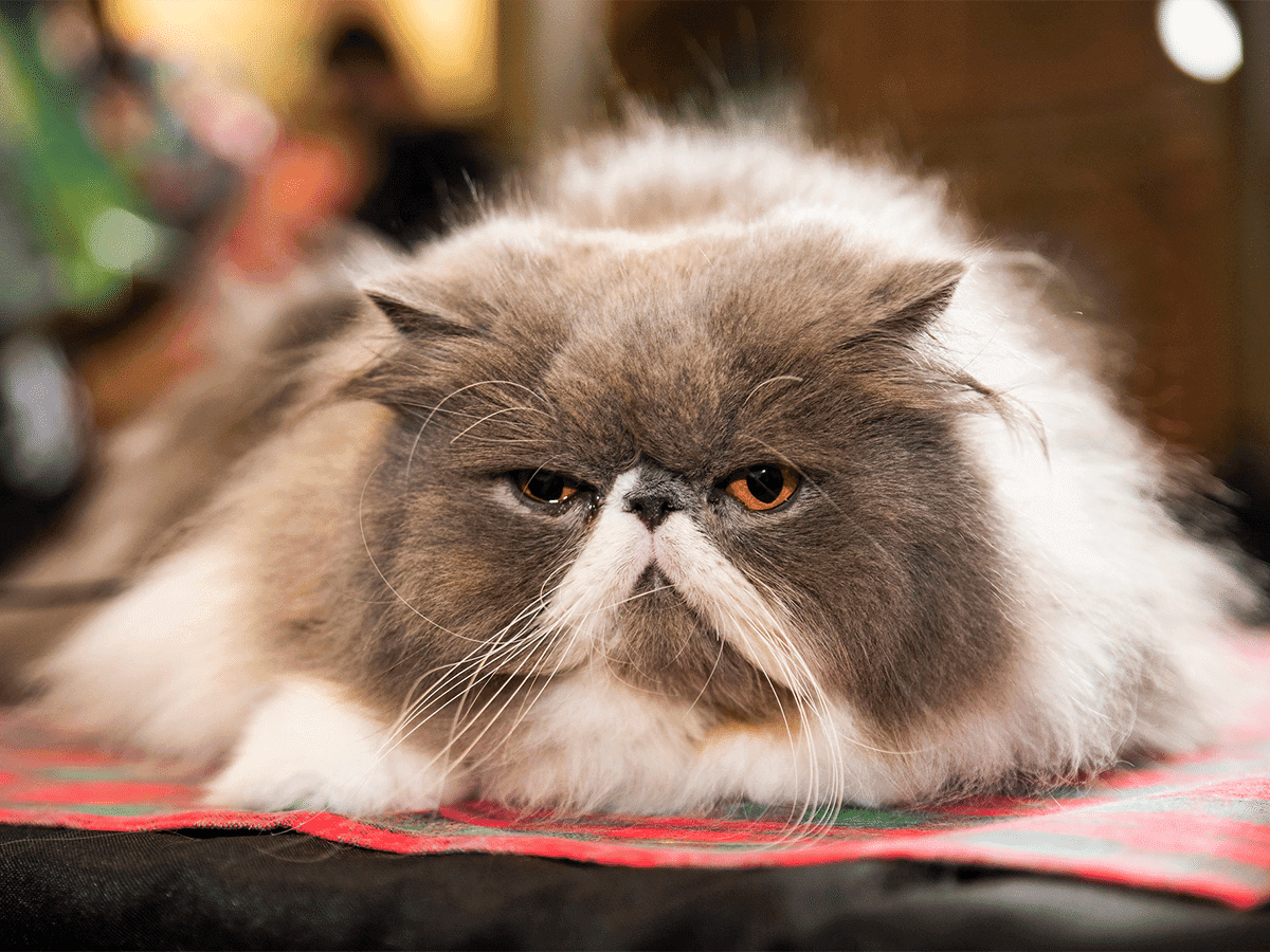 Melbourne cat lovers show feature
