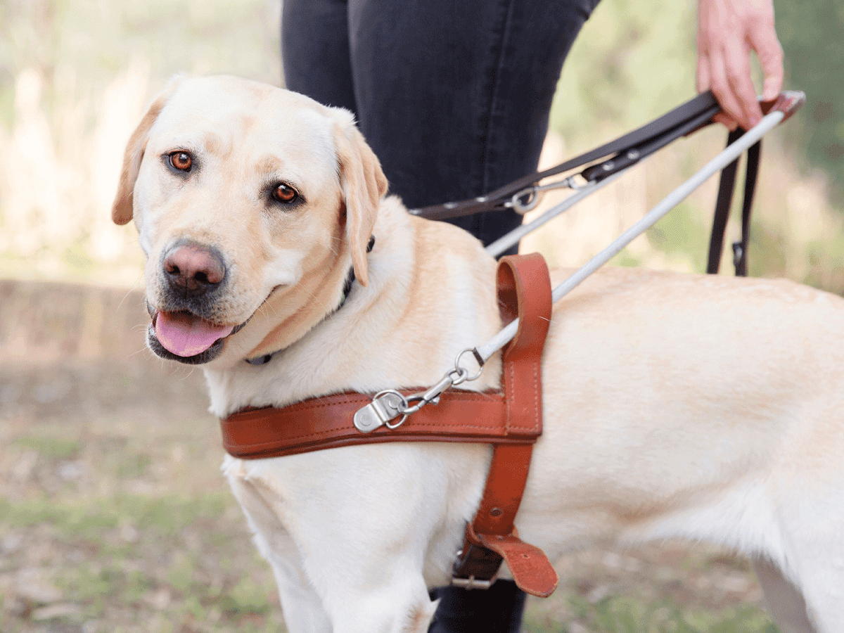 Born to lead guide dogs
