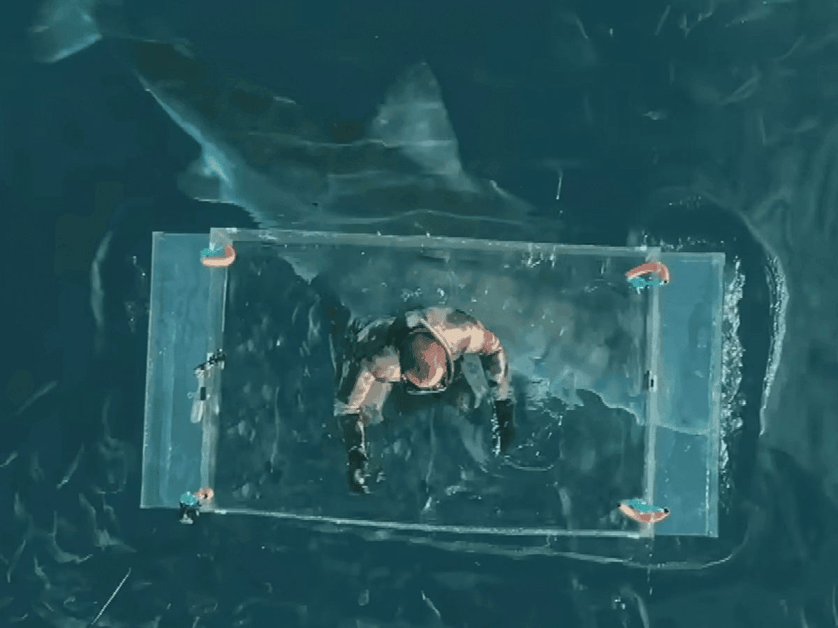 Great white open ocean