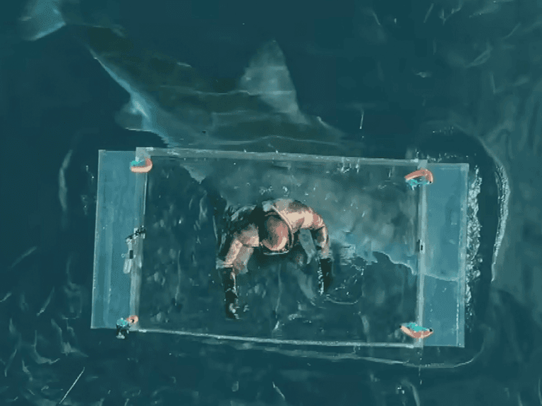 Great white open ocean