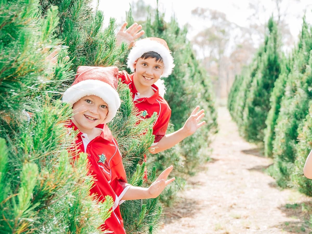 5 willys christmas tree farm
