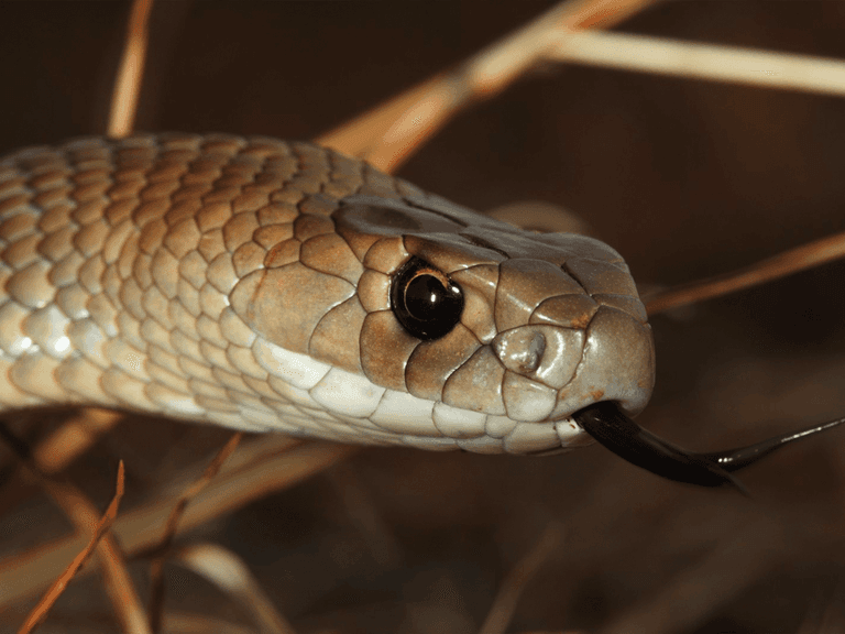 Eastern Brown Snake