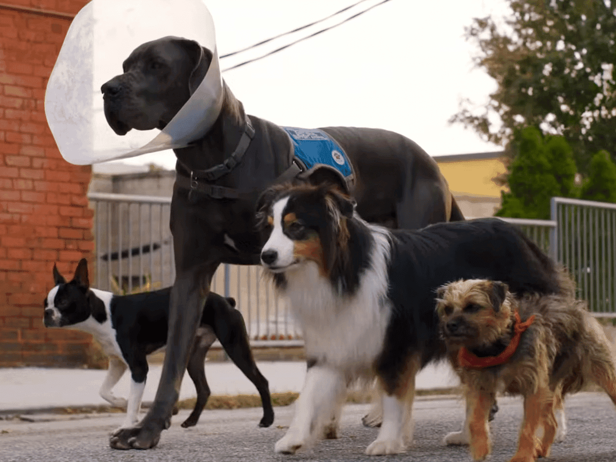 Strays Trailer