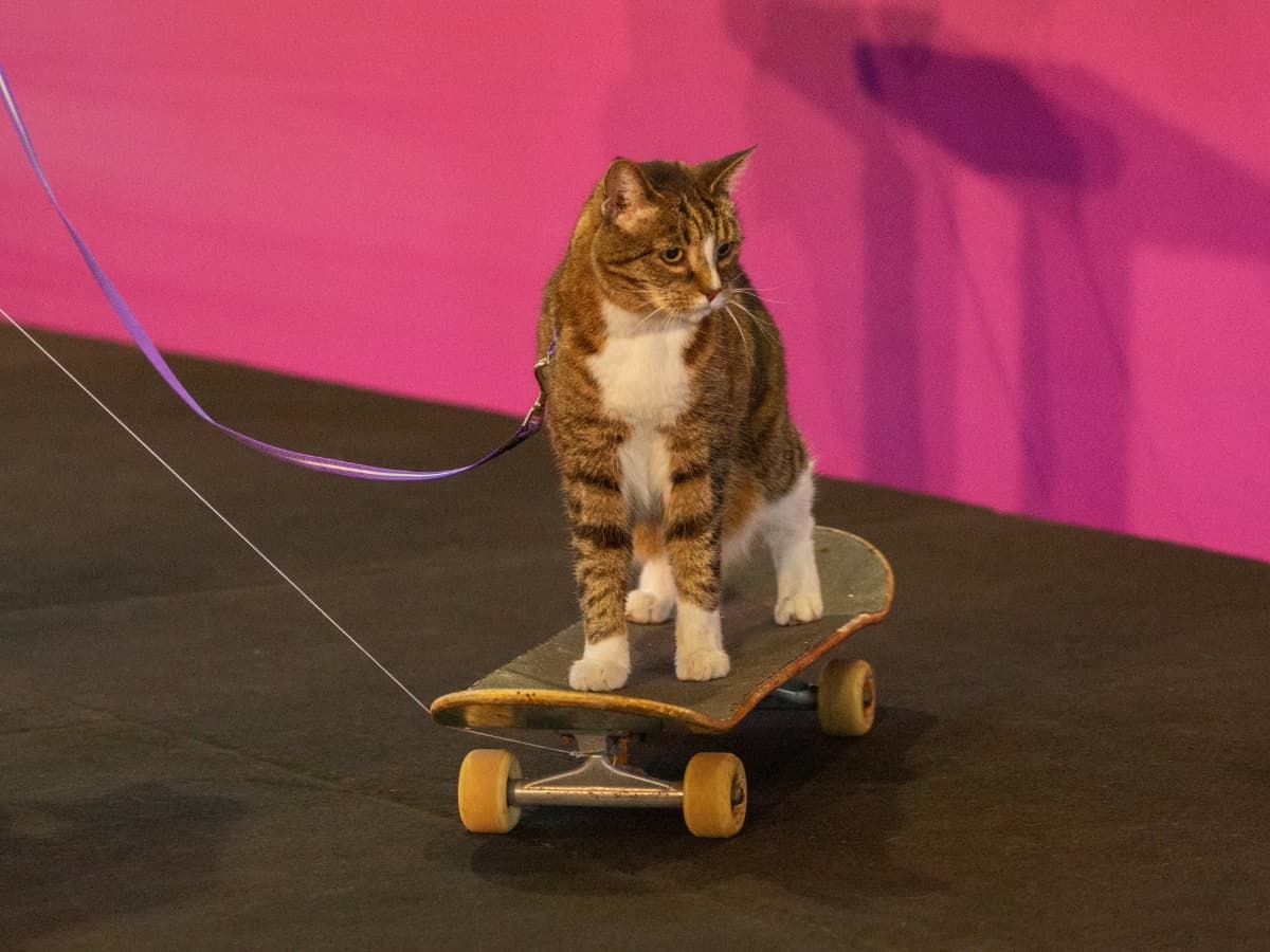 Sydney Cat Lovers Festival | Image: Supplied