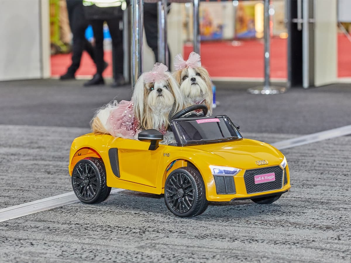 Melbourne Cat Lovers and Dog Lovers Festivals return