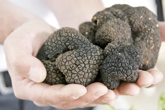 Pair of hands with truffles on palms
