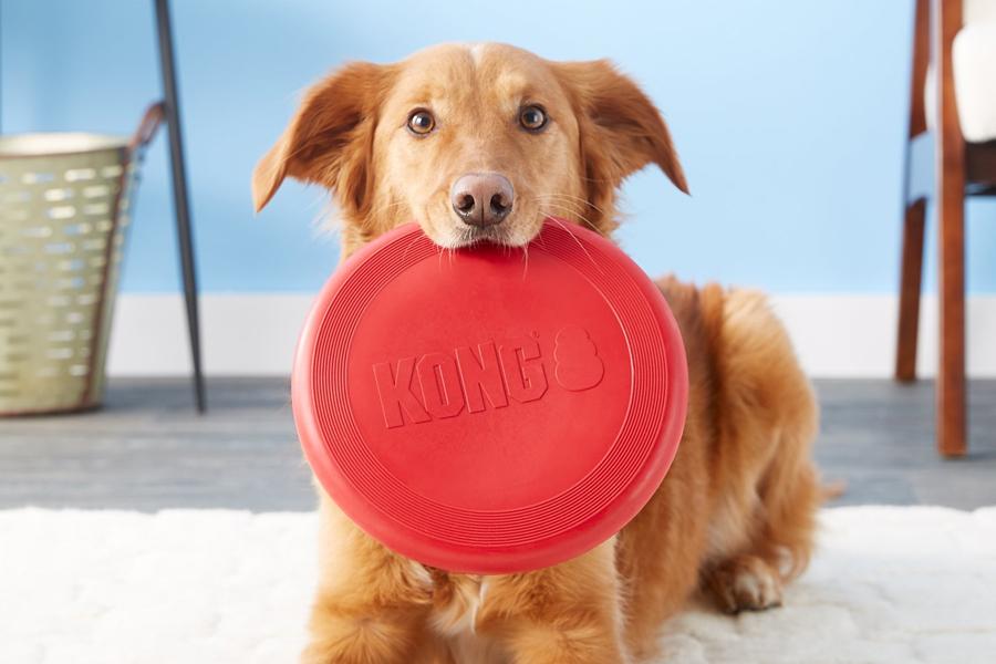 A dog holding KONG Classic Flyer Frisbee Dog Toy, Large with its bite