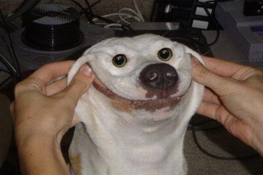 A dog's mouth pulled into a smile by a pair of hands