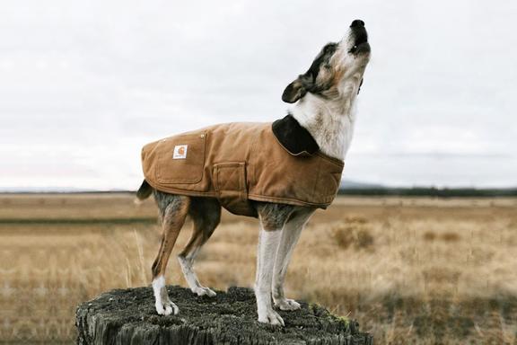 Carhartt dog chore coat