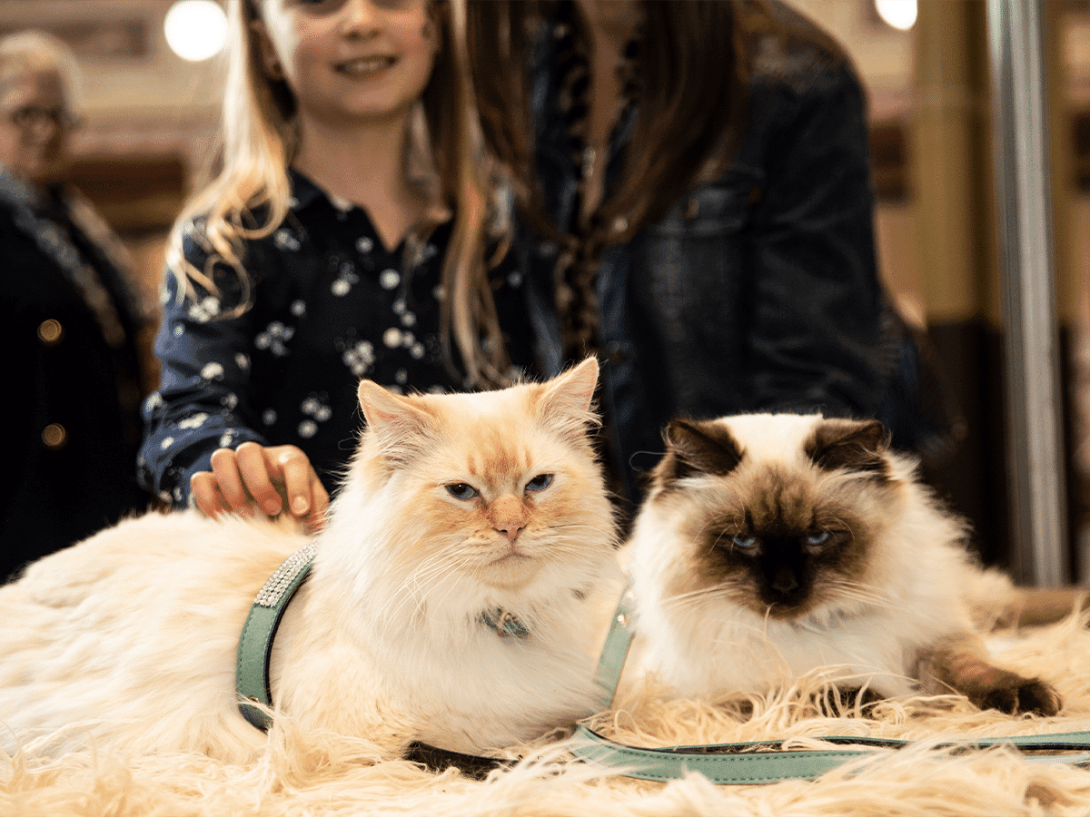 Melbourne cat lovers show 20