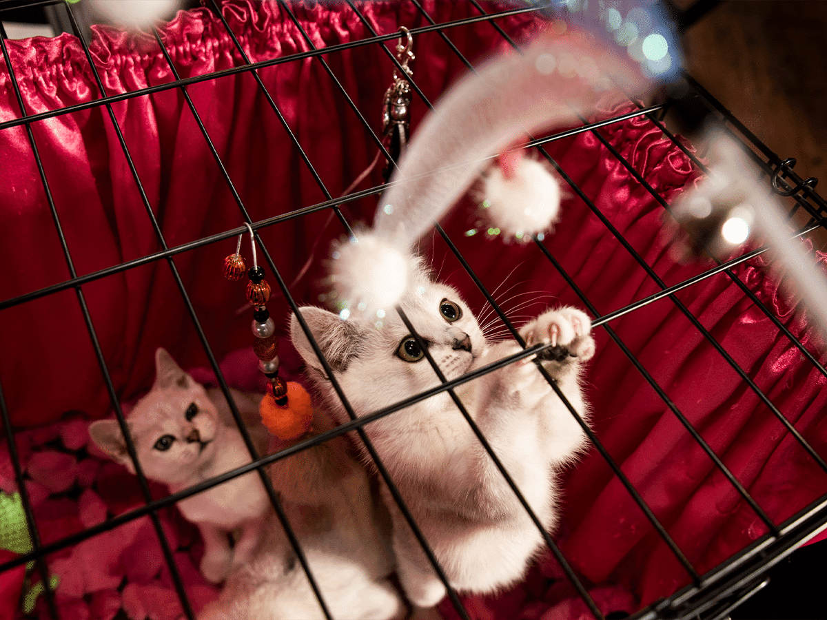 Melbourne cat lovers show 22