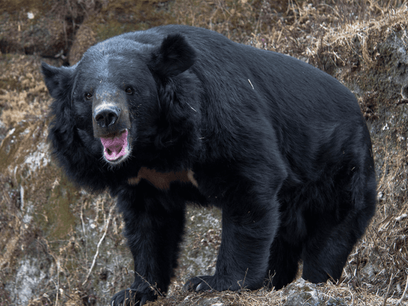 Black Bear Japan