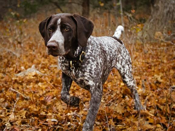 Brown and white German Shorthaired Pointer dog in the woods