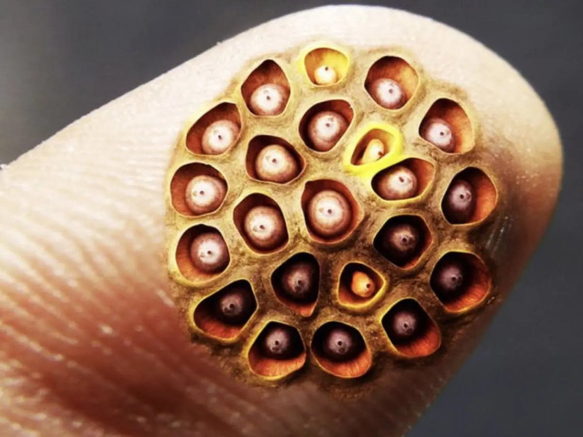 A lotus pod on a fingertip