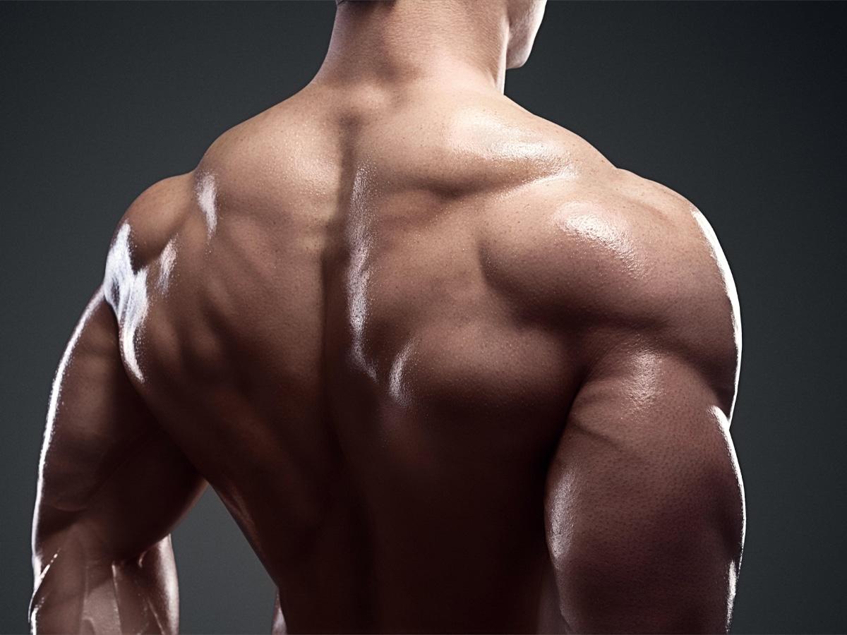 Back muscles of shirtless muscular man