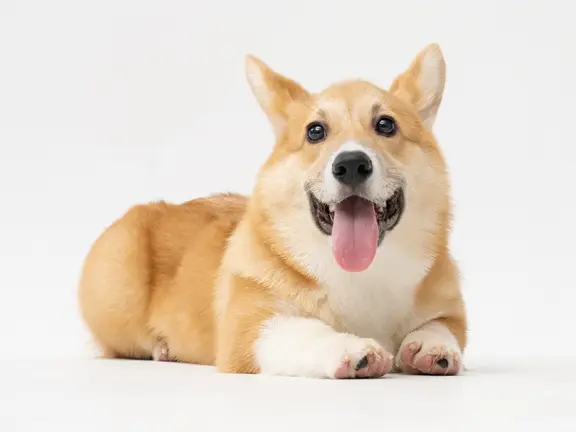 cute corgi dog against white background
