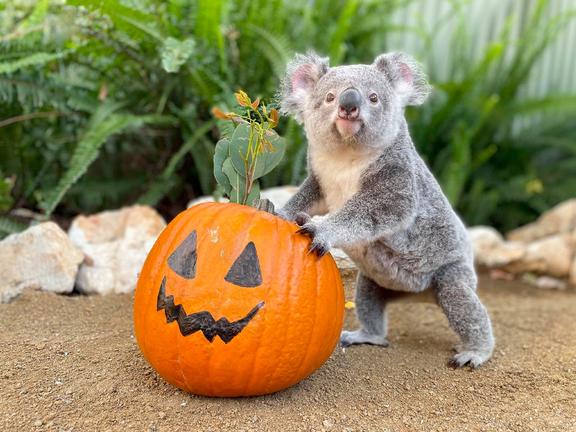Halloween Australia Koala