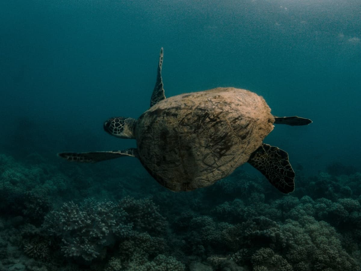Fitzroy island turtle