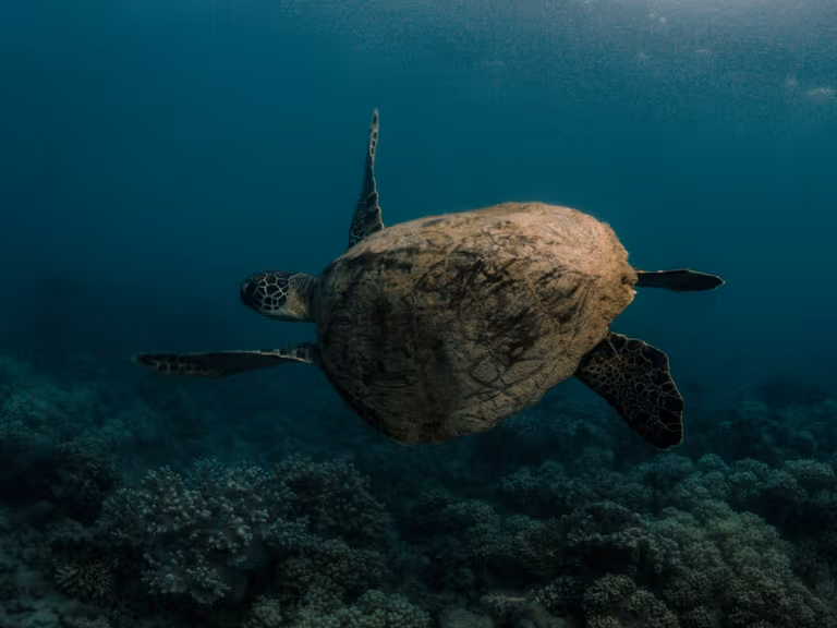 Fitzroy island turtle