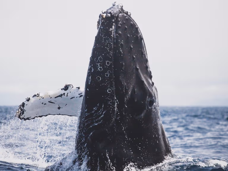 A humpback whale breaching clear of the water off an open ocean coastline