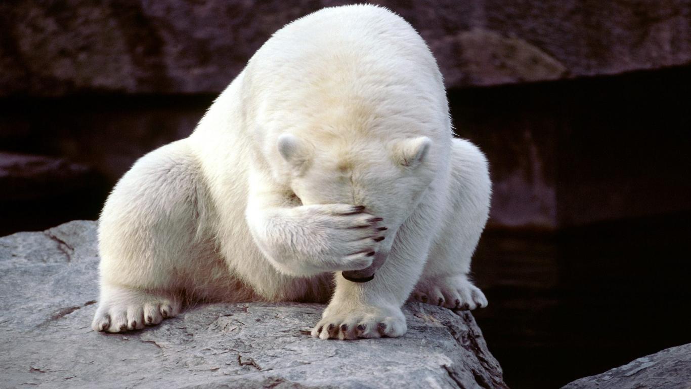 humiliated polar bear