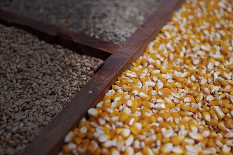 fermentation of whisky seed