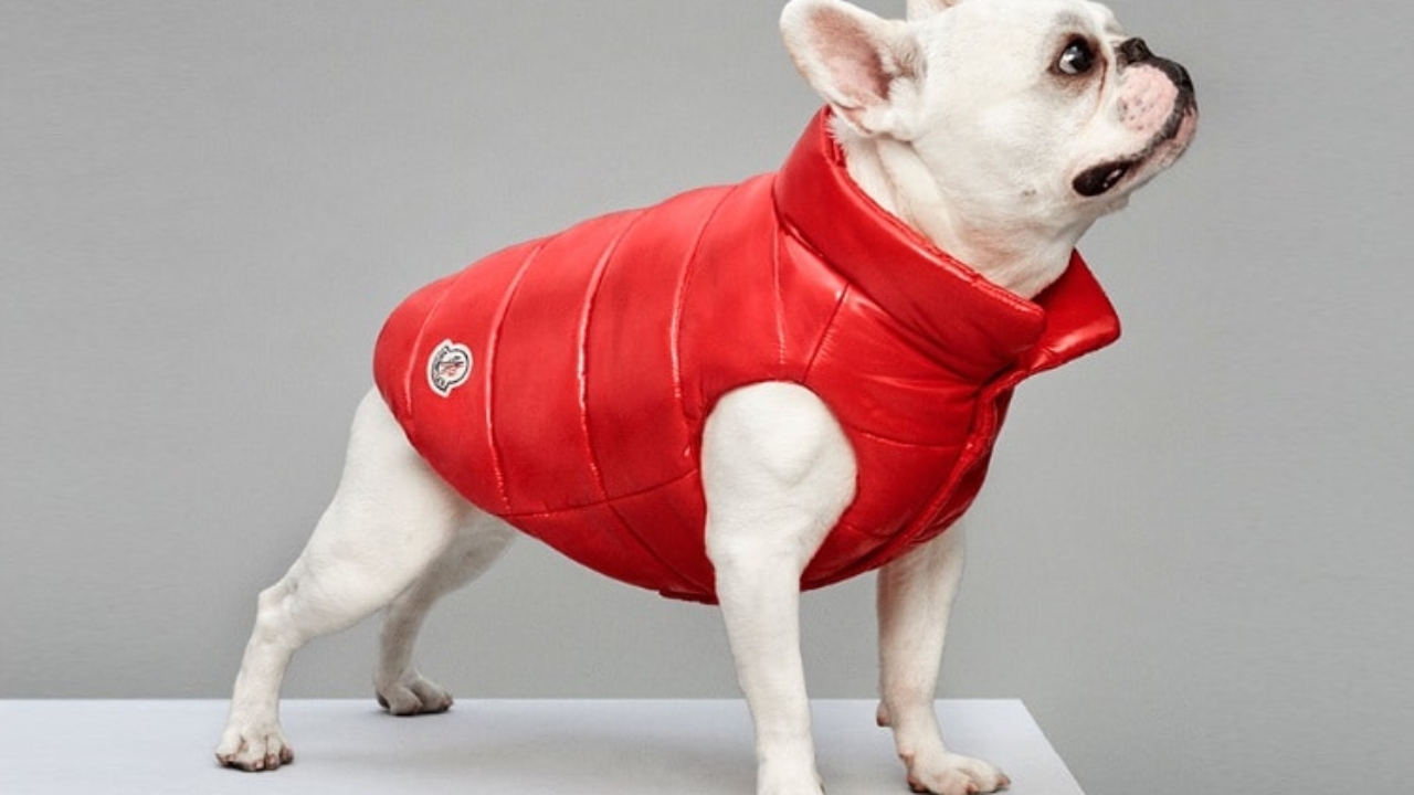 moncler apparel