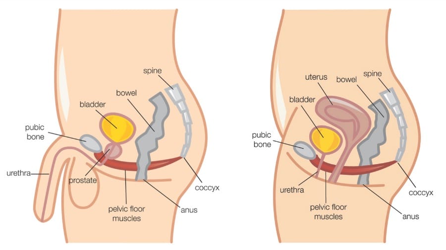 Pc muscles male What is