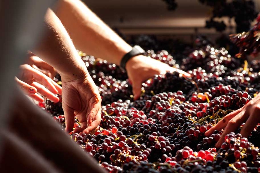 hand crushing grapes for wine