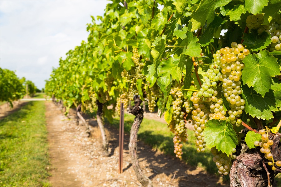 White Grape Vineyard