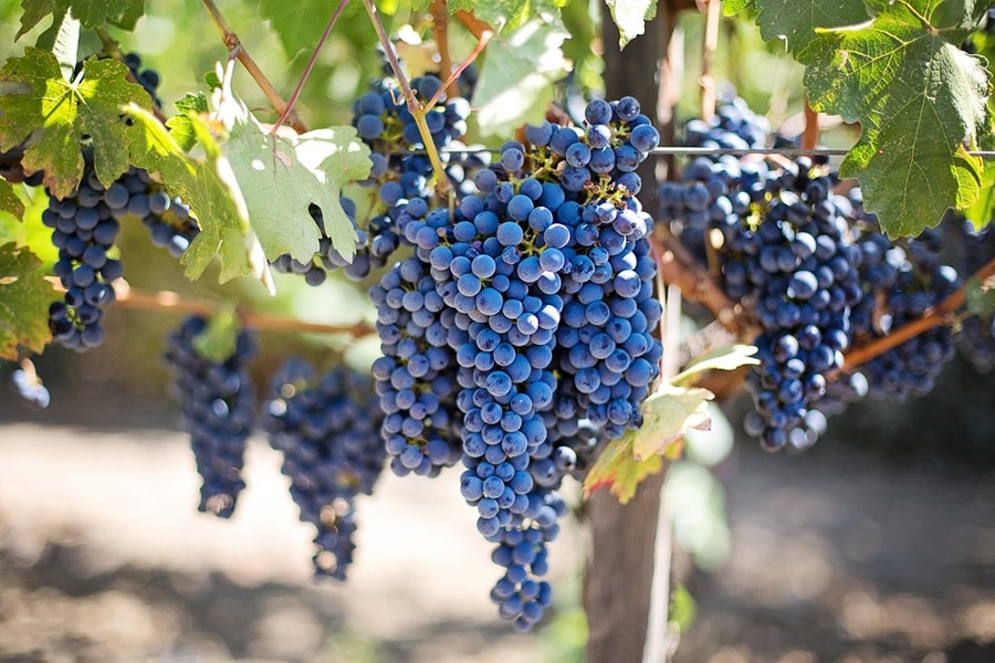 Black Grape on vine