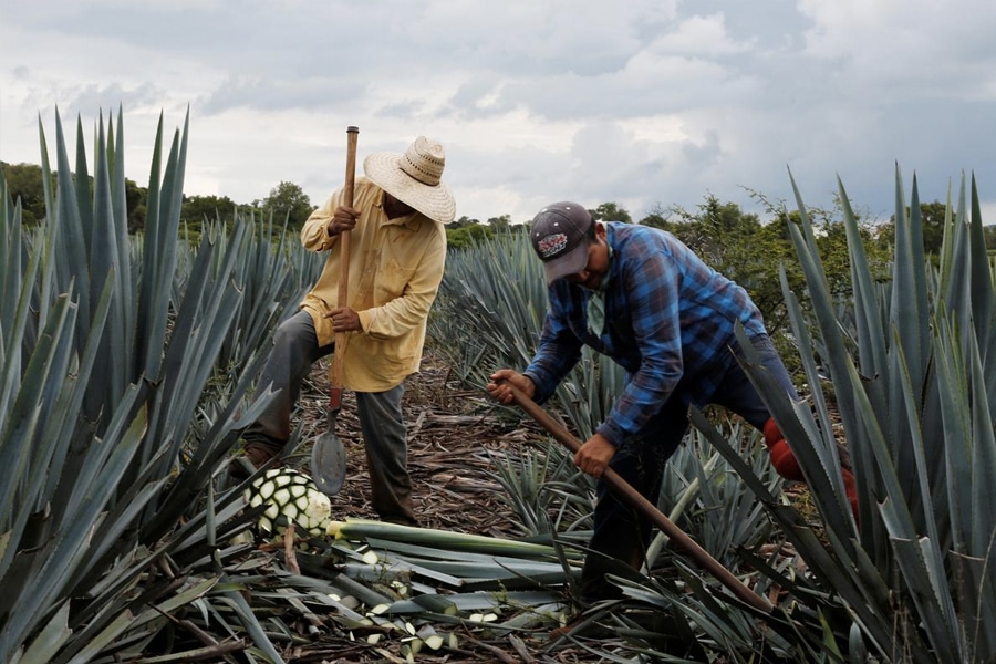 Agave growers harvesting plant