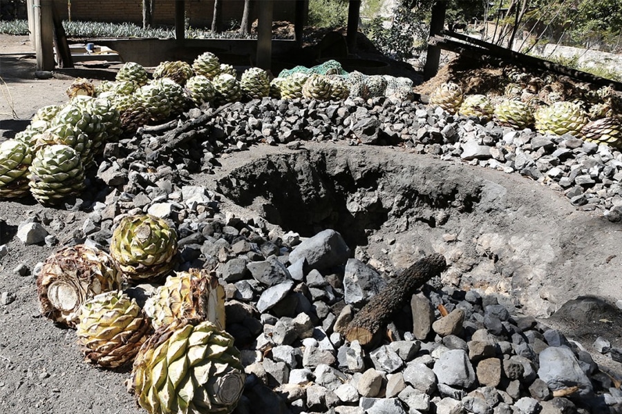 Agave oven in ground