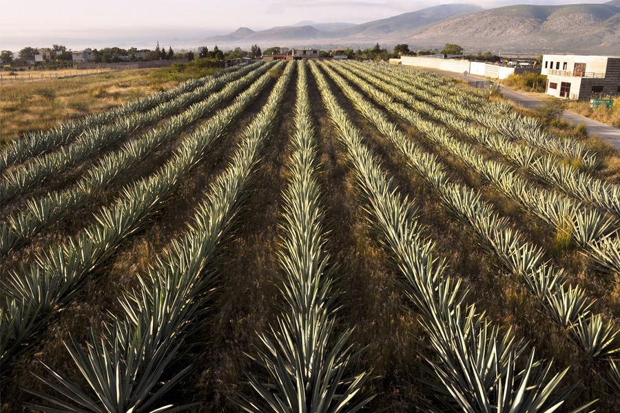 Mezcal Plantation
