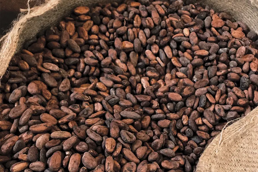 cocoa beans