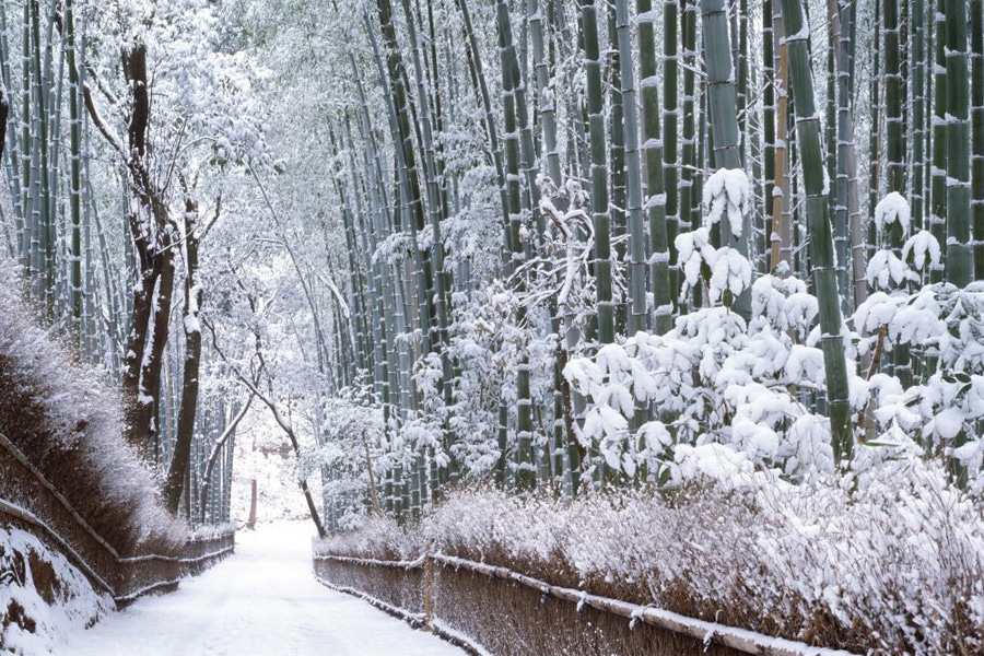 Bamboo-Grove-Winter-Snow-48-Hours-Kyoto-Man-of-Many-Travel-Guide-copy.jpg