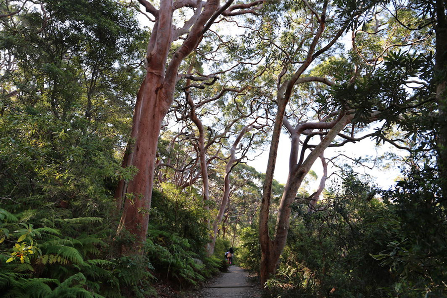 Taronga Zoo to Balmoral Beach Walk