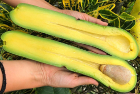 Long Neck Avocados
