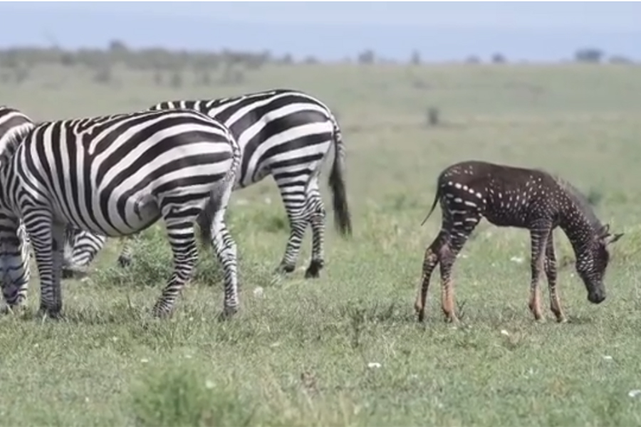 Baby Zebra With Spots Instead Of Stripes Spotted Man Of Many