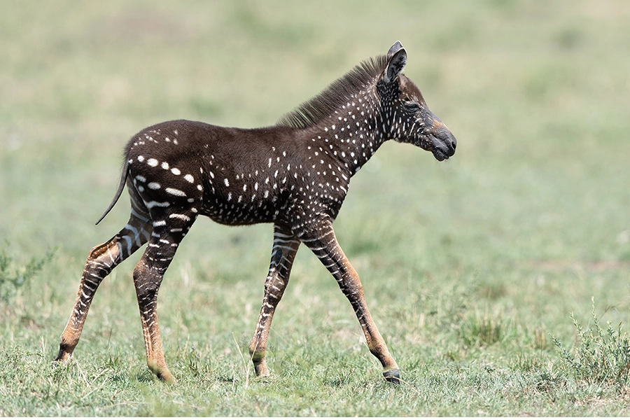 Baby Zebra With Spots Instead Of Stripes Spotted Man Of Many
