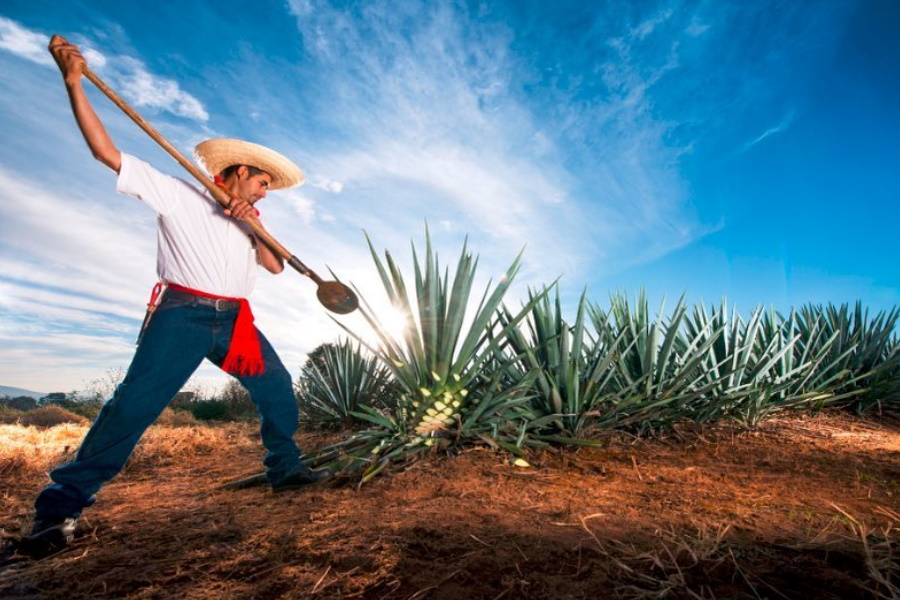 farming agave